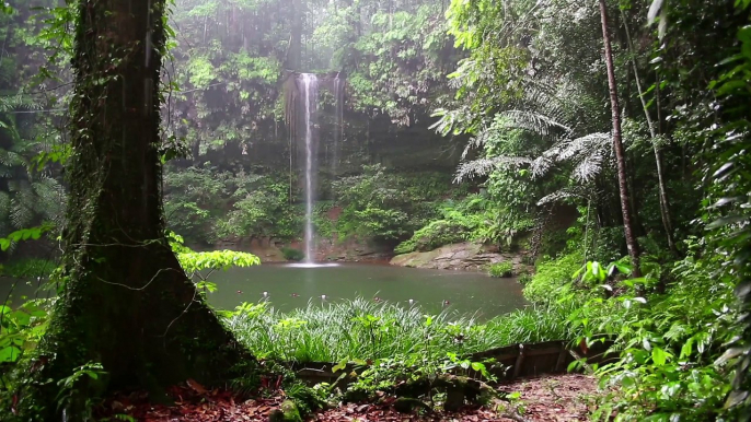 Rainforest Rain, Thunder & Birds | 10 HOURS - 4K, Water Sound for Sleep, Insomnia, Meditation, Relaxing, Study, Rainforest Ambiance