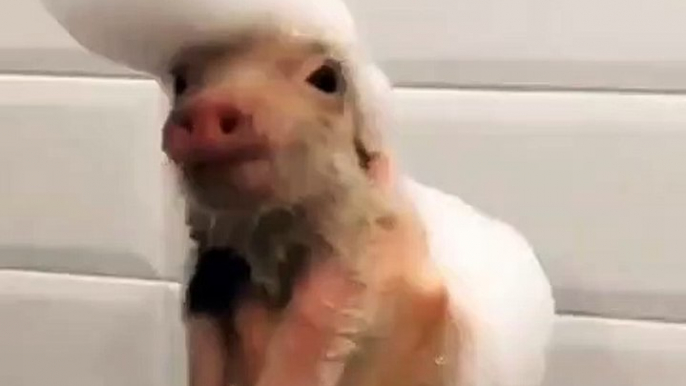 Cet adorable petit cochon prend une bonne douche moussante. Essayez de ne pas rigoler !