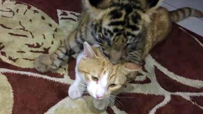 Un bébé tigre et un chat jouent ensemble