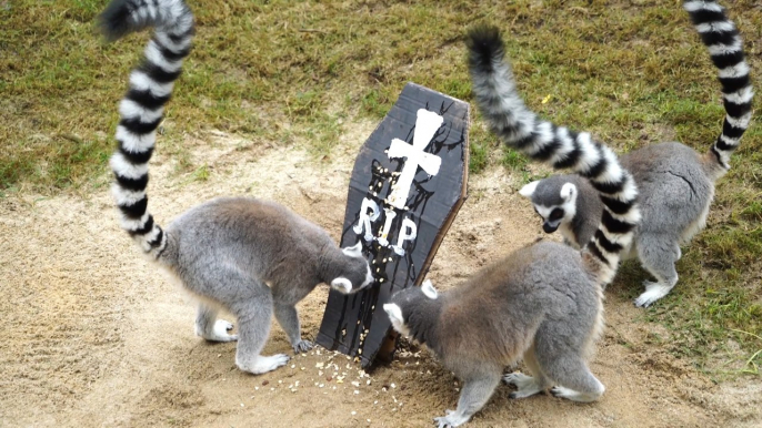 Bioparc Valencia celebra un Halloween "muy animal"