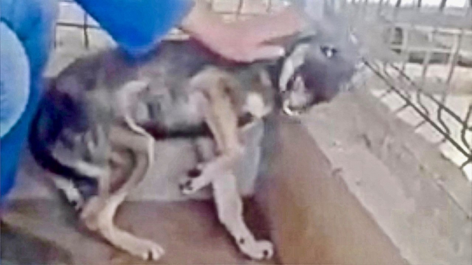 Abused Dog Feels Petting - Love for the First Time and Freaks Out