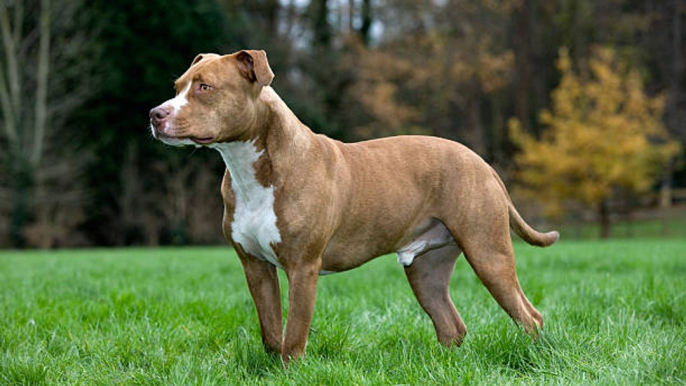 L'American Staffordshire Terrier : un chien dit "dangereux" mais aux nombreuses qualités