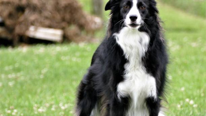 Le Border Collie : un chien de berger hyperactif mais un fidèle compagnon