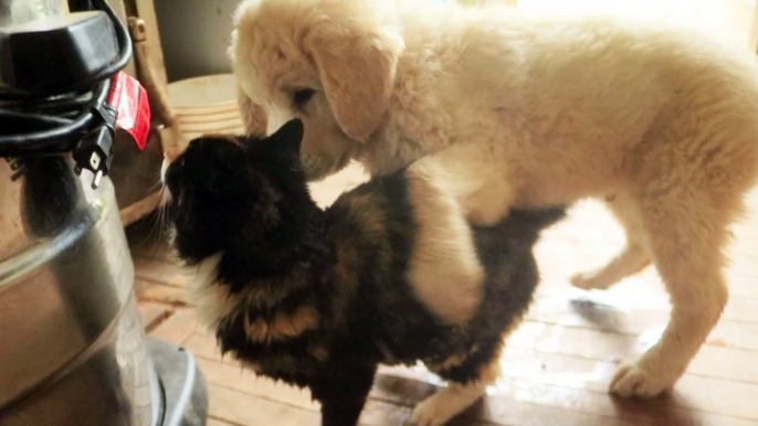 Gentle dog friendly cat lets this puppy learn some of the ways of Felines