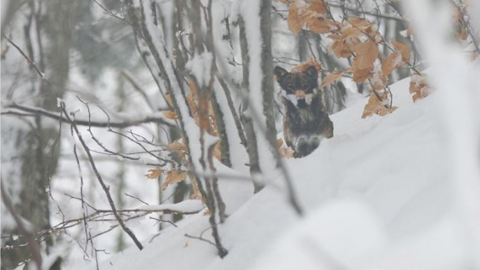 Le spécialiste alsacien du loup et du lynx, Alain Laurent, de l'Observatoire des Carnivores Sauvages, évoque la situation du loup dans le massif des Vosges et le Jura alsacien.