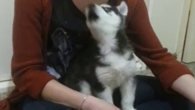 Ce bébé husky qui apprend à hurler est adorable