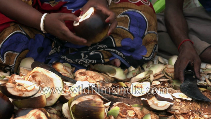 Taad or Tal Palm - Palmyra palma Fruit, Sundarbans, West Bengal, India - 4 k stock footage for local cutting Toddy palm