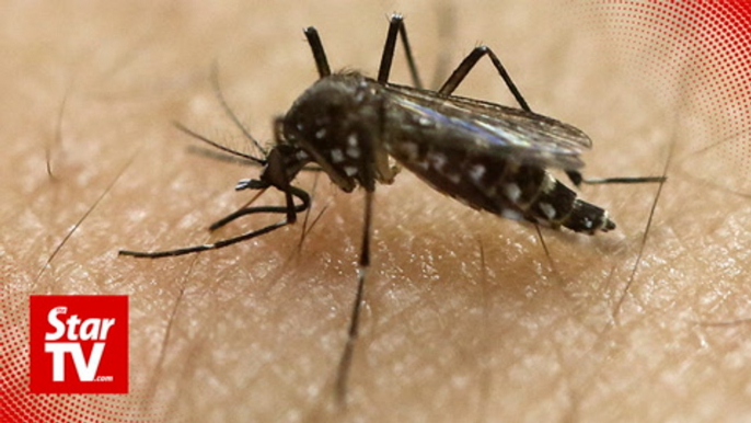 20 people contracted Chikungunya in Alor Setar