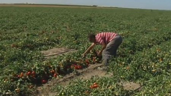 Los agricultores temen por el veto de Putin a los productos alimenticios