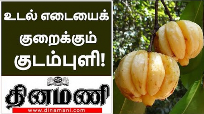 Malabar Tamarind for weight loss| கிடுகிடுவென உடல் எடையைக் குறைக்கும் குடம்புளி!