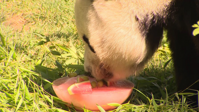 Los animales del zoo se refrescan con la primera ola de calor