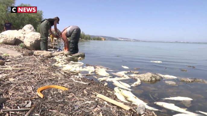 Canicule : des poissons asphyxiés