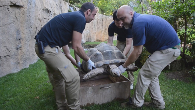 Dos tortugas gigantes de Aldabra se exhiben en el Bioparc de Valencia