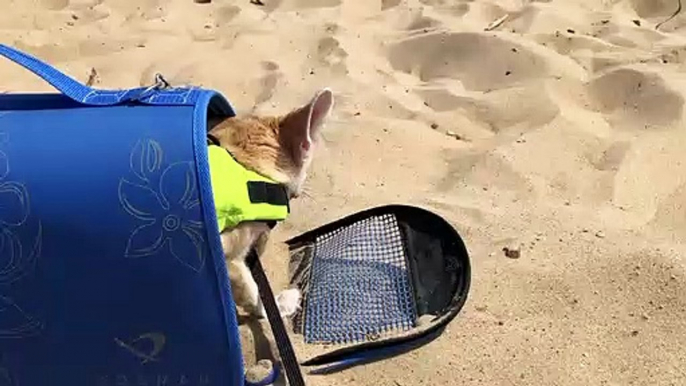 Fox Having Some Sandy Fun