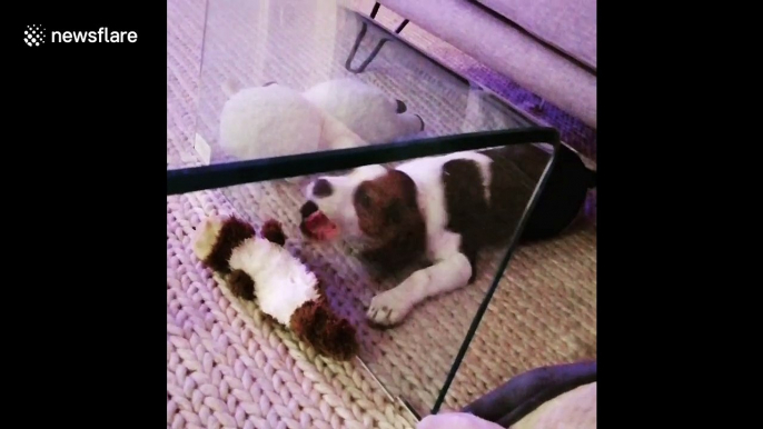 This puppy is baffled by glass separating him from his favourite toy