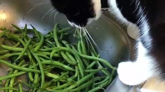 Quand un chat devient végétarien, voici ce que ça donne. Hilarant !