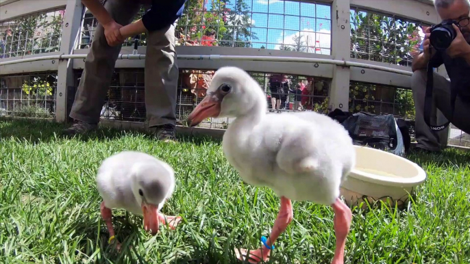 Fluffy baby flamingo chicks on the move