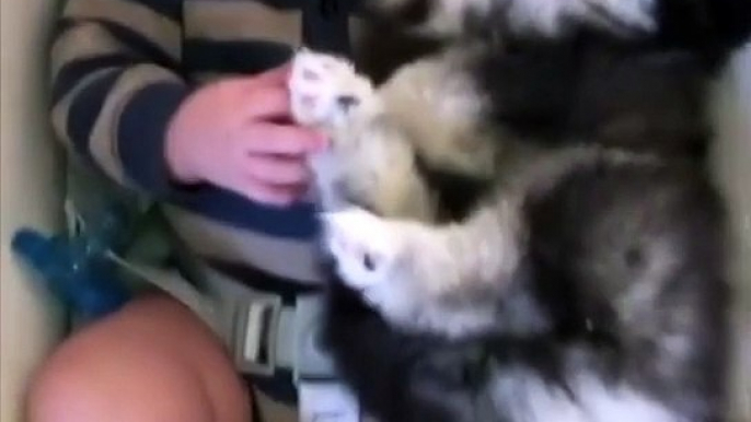 Adorable Baby Cuddles With Husky Puppy in Rocker