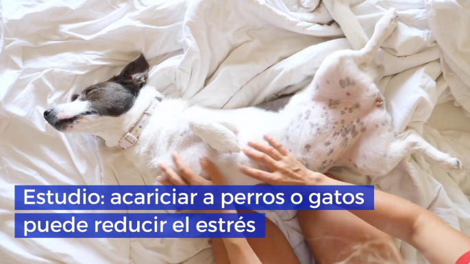 Estudio acariciar a perros o gatos puede reducir el estrés