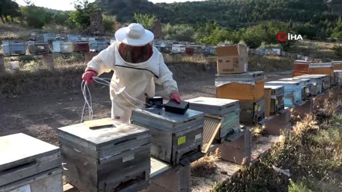 Arı zehrinin kilosu 500 bin Türk lirası