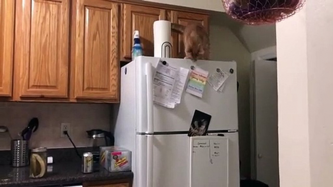 Ce chat enlève tous les aimants du frigo !