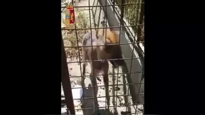 Catania - Canile abusivo a Librino, animali detenuti imprigionati nel degrado (01.08.19)