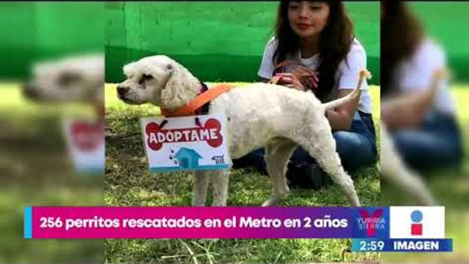 ¿Buscas mascota? Adopta a perritos rescatados en el Metro | Noticias con Yuriria Sierra