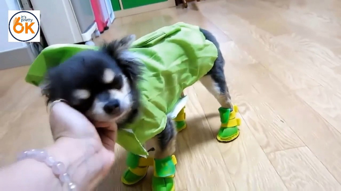 The reaction of the animal while wearing shoes - Funny Animals