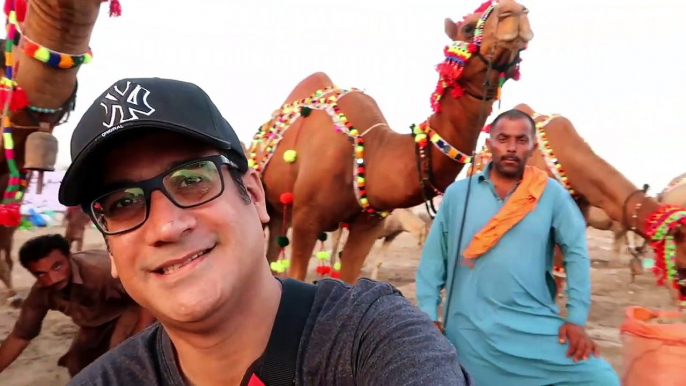 CAMEL MANDI SOHRAB GOTH 2019 KARACHI - Episode 12 - Video in URDU_HINDI