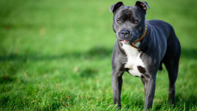 Le Staffordshire Bull Terrier : un excellent chien de compagnie