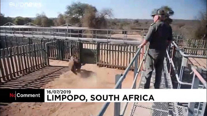 Sudafrica: sta meglio Goose, il rinoceronte nero salvato dai ranger