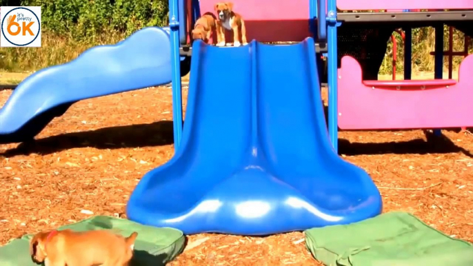 The dogs like slide - Funny Animals