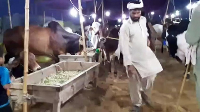 Baarish ka DURR aur Rates Karachi Sohrab Goth Gai & Bakra Mandi 2019