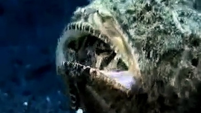 Ce monstre marin surgit de nulle part pour dévorer un poisson... scorpionfish