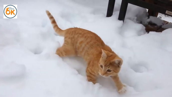 Cute cat for the first time saw the snow - Funny Animals