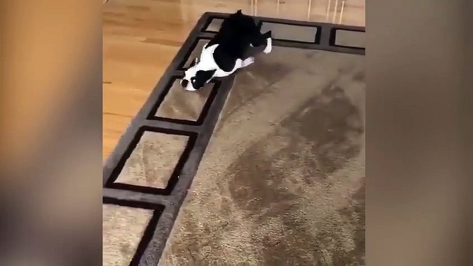 Ce Boston Terrier adore son nouveau tapis !