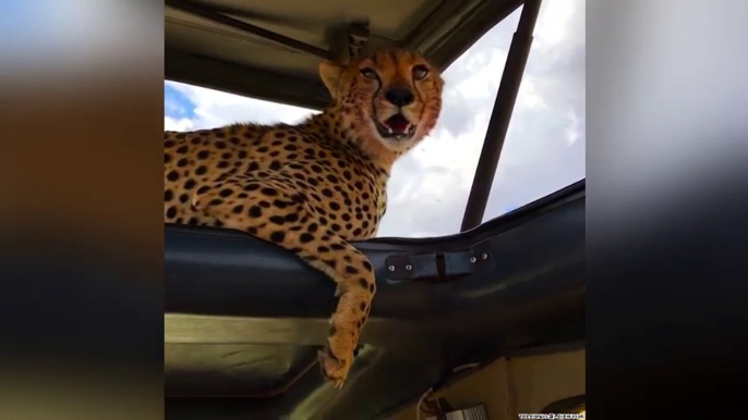 Un guépard s'abrite du soleil sous le toit d'une Jeep !