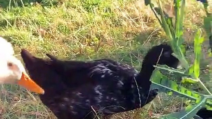 Ces canards se régalent d'une fleur. Admirez !