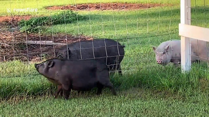 Tim the pig tries to impress his 'lady friend'