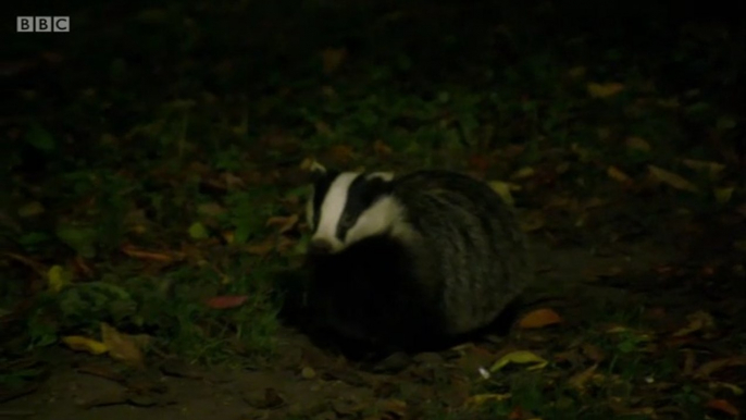 BBC1_Countryfile - Cornwall on the pros and cons of vaccinating badgers against TB rather than culling