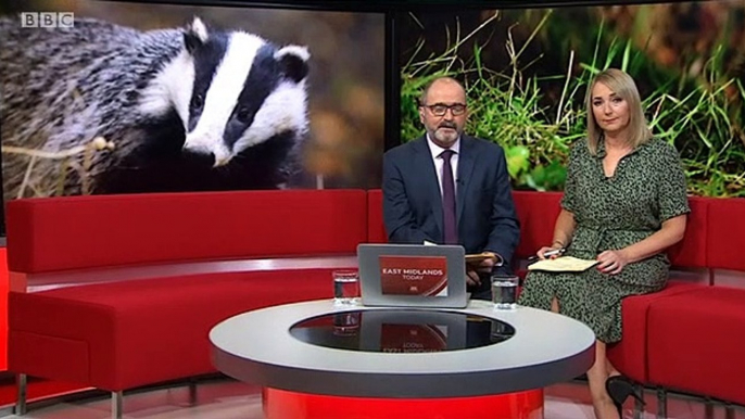 BBC East Midlands Today 15Aug19 - wildlife campaigners fear a badger cull could begin in Derbyshire