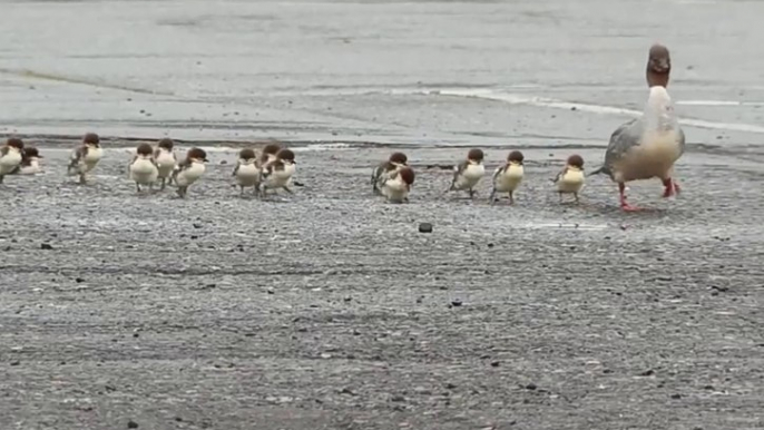 Adorable ducklings parade