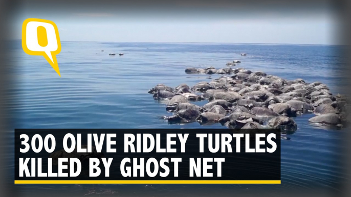 300 Olive Ridley Sea Turtles Found Floating Dead off Mexico’s Pacific Coast