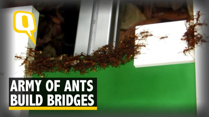 Watch: Ants Use Their Own Bodies to Build Bridges