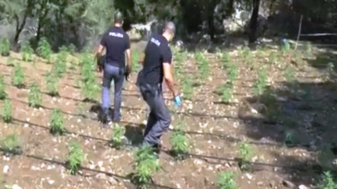 Oliena (NU) - Scoperta piantagione di marijuana, 2 arresti (21.08.19)