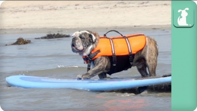 Surfing Bulldog - Dogs at Play