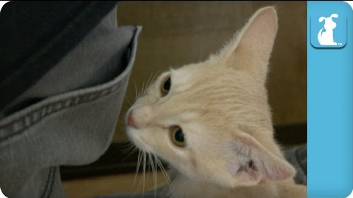 Butt-Sniffing Kitties Sniff Your Butt - Kitten Love