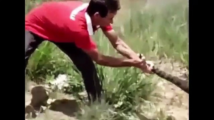 Humans protect Pregnant Cow From Anaconda Hunting   Snake & Python - Animals attack Caught on Camera