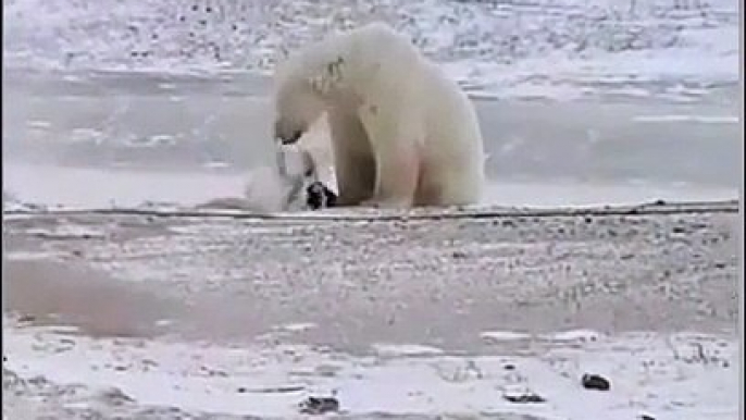 Un ours polaire s'approche du chien... pour jouer. Amitié adorable