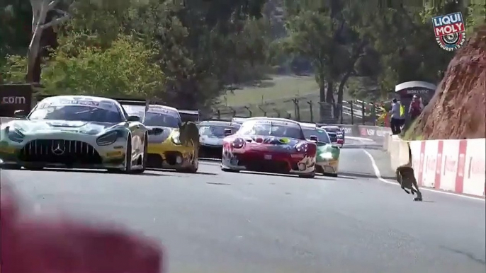 Deux kangourous ont interrompu la course lors de la  course les 12h de Bathurst.